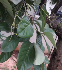 Alseodaphne semecarpifolia