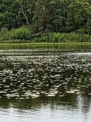 Podiceps cristatus