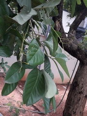 Alseodaphne semecarpifolia