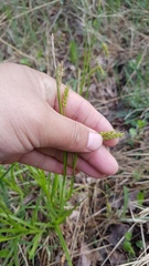 Carex arnellii