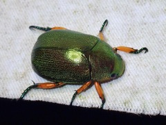 Mimela chrysoprasa