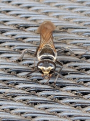 Trypoxylon californicum