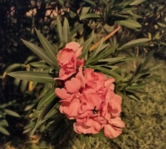 Nerium oleander