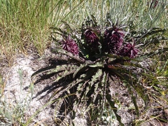 Eucomis vandermerwei