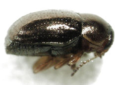 Diachus auratus
