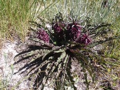 Eucomis vandermerwei