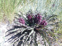 Eucomis vandermerwei