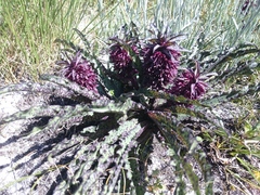 Eucomis vandermerwei