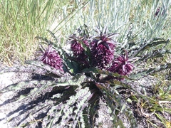 Eucomis vandermerwei