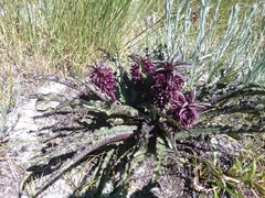 Eucomis vandermerwei