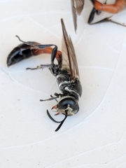 Trypoxylon californicum