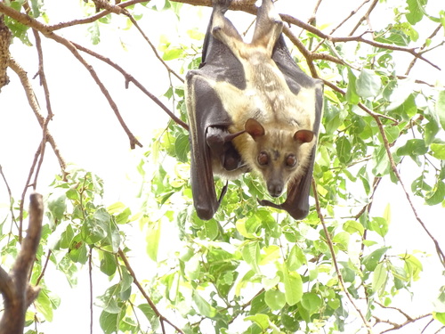Straw-coloured Fruit Bat