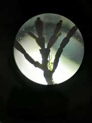 Ellisolandia elongata