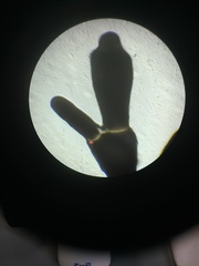 Ellisolandia elongata