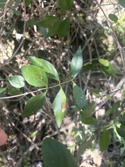 Pristimera longipetiolata