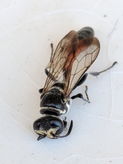 Trypoxylon californicum