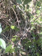 Pristimera longipetiolata