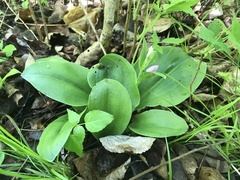 Media resource of Galearis spectabilis