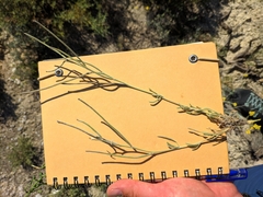 Matthiola fruticulosa