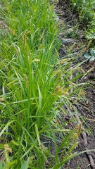 Carex arnellii