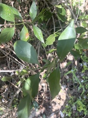 Pristimera longipetiolata