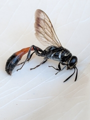 Trypoxylon californicum