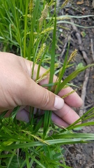 Carex arnellii
