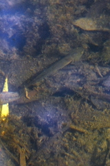 Pleurodelinae