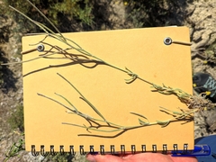 Matthiola fruticulosa