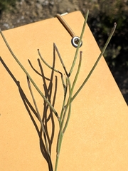 Matthiola fruticulosa