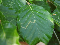 Stigmella hemargyrella