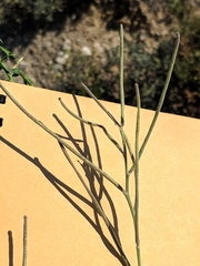 Matthiola fruticulosa