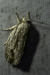 Agriophara confertella