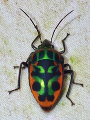 Tetrarthria variegata