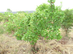 Gardenia erubescens