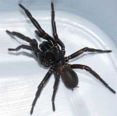 Hadronyche adelaidensis