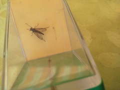 Rhagio vitripennis