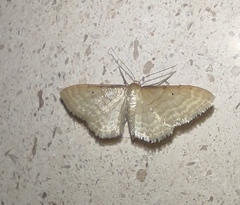 Idaea fuscovenosa