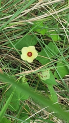 Abelmoschus moschatus