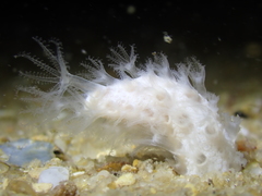 Veretillidae