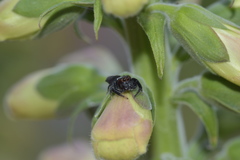 Salticidae