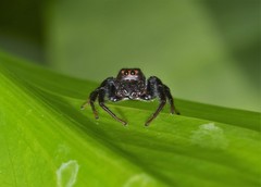 Salticidae
