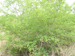 Terminalia leiocarpa