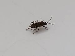 Beosus maritimus