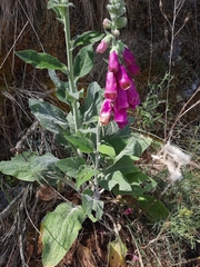 Digitalis purpurea