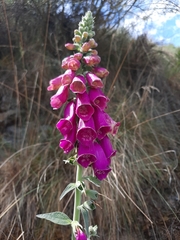 Digitalis purpurea