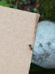 Lasius emarginatus