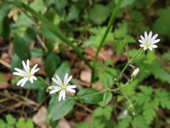 Cerastium sylvaticum