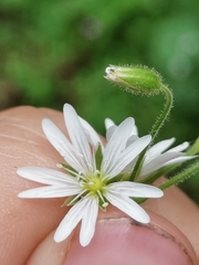 Cerastium sylvaticum