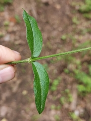Cerastium sylvaticum